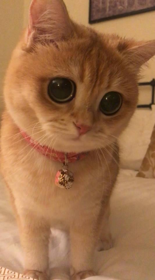 "大眼仔"猫咪火爆网络!看这圆溜溜的眼睛,你拒绝得了吗?