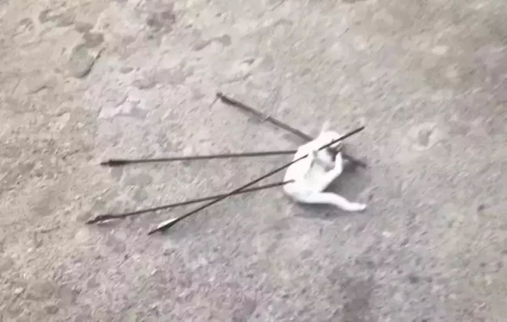 的高跟鞋鞋跟,狠狠踩进小猫的嘴巴和眼睛,直至最后把它的脑袋完全踩碎