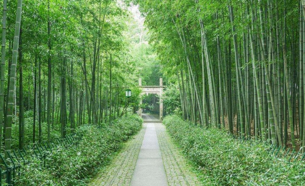 竹子在园林造景中的几种应用