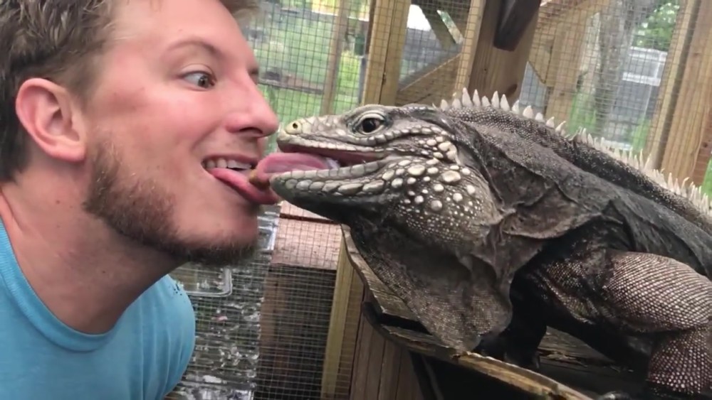 为了证明蜥蜴很友好,主人把饲料放在舌头上喂它吃!辣