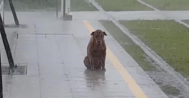忠犬在主人离世后不愿离开,雨下的的很大就这样在淋雨