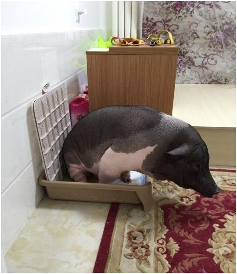 这世界有没有长不大的宠物猪,真相就在这里