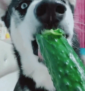 狗狗卖力吃草的原因大多数人不知道,为什么不要阻止它