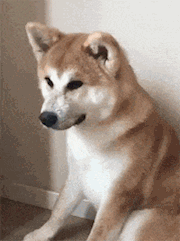 狗狗这样的表情真是太让人无语了,你这是怎么了