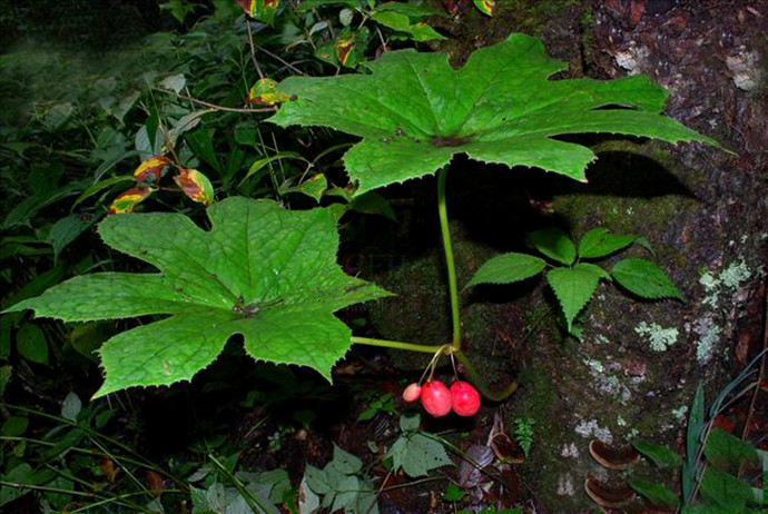 这种农村野生植物野草,虽然有毒,但是价值珍贵,是国家