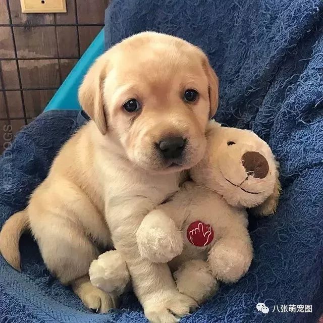 搞笑狗狗图片笑死人，搞笑狗狗图片笑死人 远镜