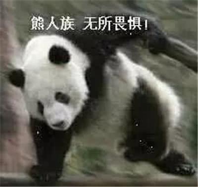 大熊猫的战斗力有多高
