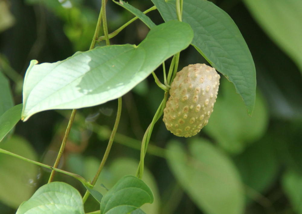 山药,植物,草药,药材,山药豆