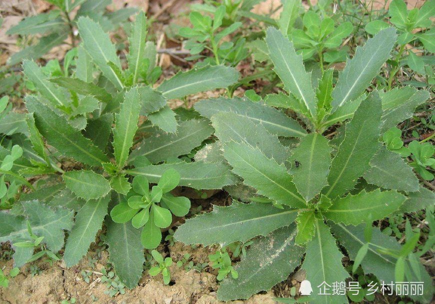 而它较高的药用价值主要来源的它的鲜根,具有凉血止血,祛瘀消肿的