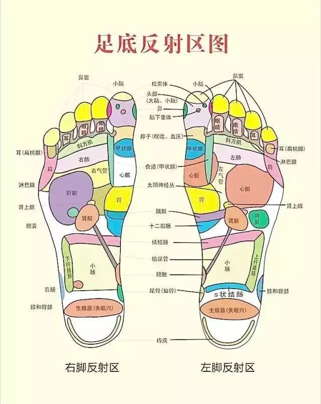 一些生活中的小毛病,的确可以从足部来调节,经络系统及足部反射区是 "