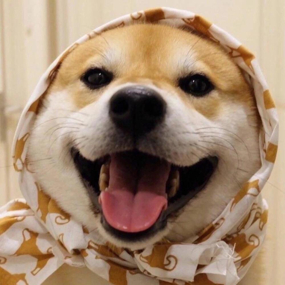 情侣头像,柴犬,沙雕,有趣,搞笑