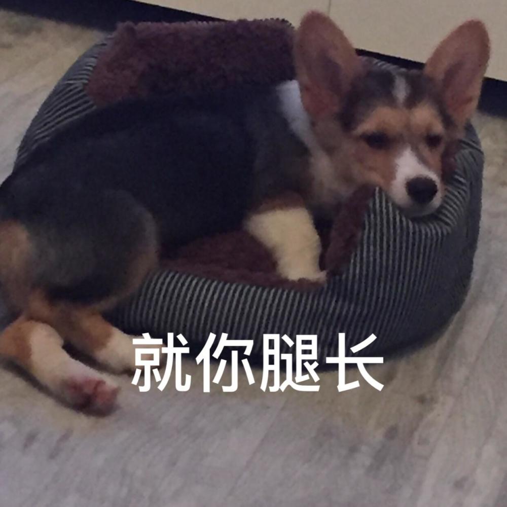 无水印·短腿柯基·萌萌哒表情包:朕为你咬回来了江山