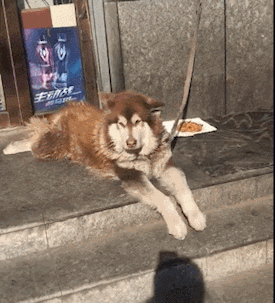 现在的狗只懒到连尾巴都想摇了,直接改用爪子代替,这狗子很不正经!