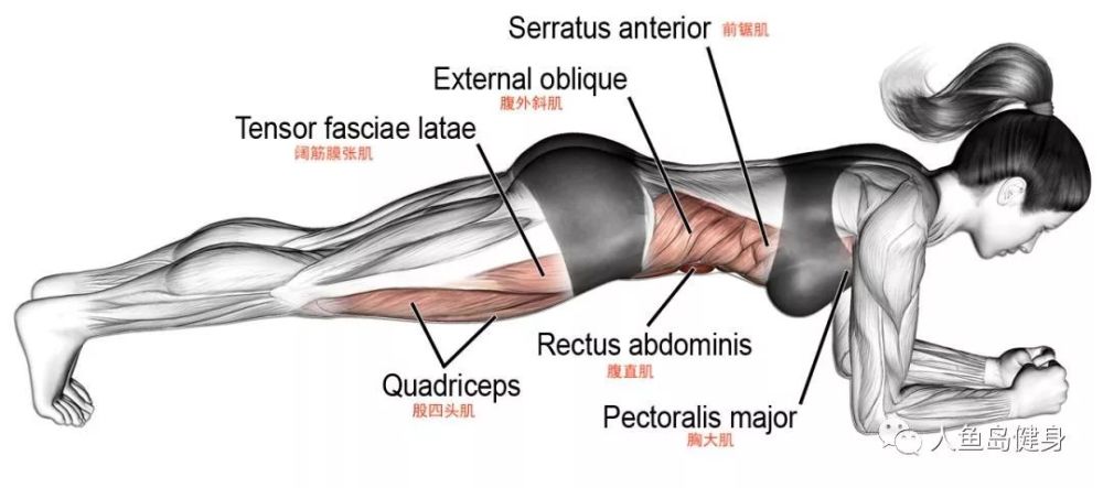 平板支撑是一个静力性动作,正确,科学的平板支撑,对人体全身肌肉