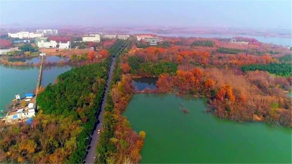 合肥董铺水库边新发现一处近千亩"池杉网红地",美的"化得了"