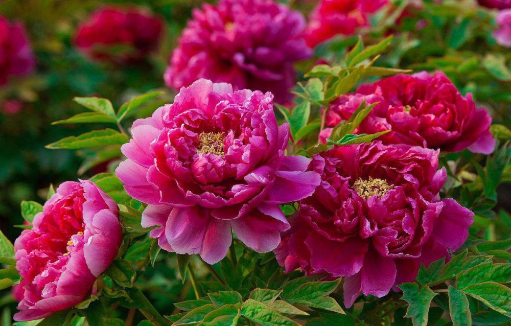 盘点世界各国的国花，日本是樱花韩国是木槿花，那么中国呢?