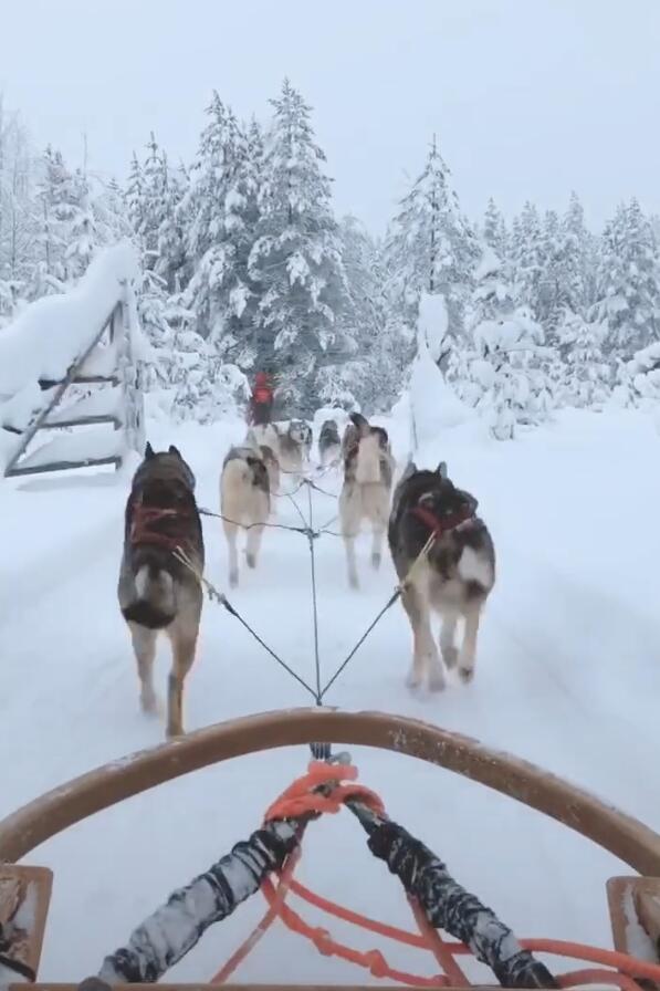 哈士奇当雪橇拉车狂奔,一言不合就干架,惹得游客哈哈大笑!