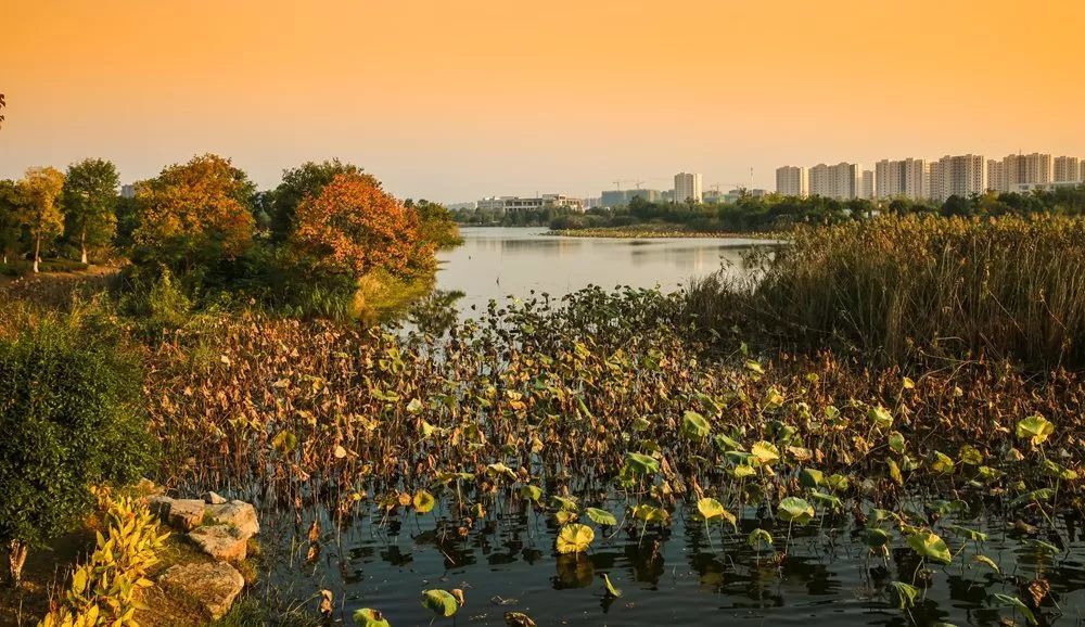 芜湖新闻网网友好像摄 远离市区的喧嚣,来到深秋的大阳垾湿地公园