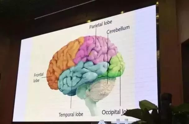大脑结构图