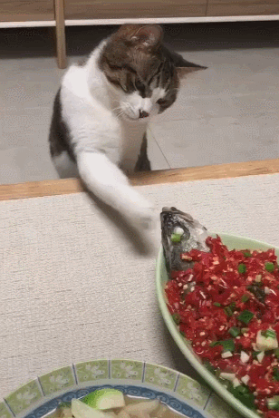 猫咪用手粘粘鱼腥味,全都是辣椒,放到嘴里的表情亮了!