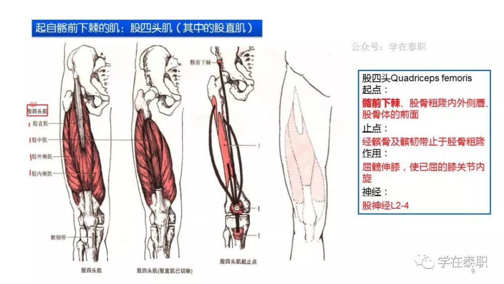 髂前上,下棘和髂后上,下棘的康复应用解剖