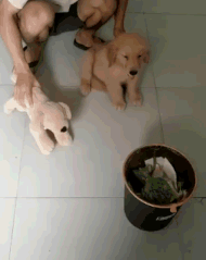 抖音上杀鸡敬