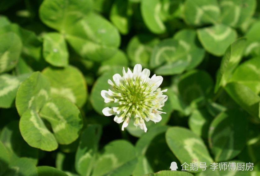 植物,蔬菜,苜蓿,金花菜,野菜