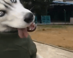 壁纸 动物 狗 狗狗 294_235 gif 动态图 动图