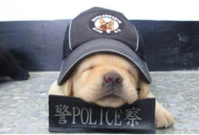 警犬,小警犬,小奶狗,狗狗,宠物狗