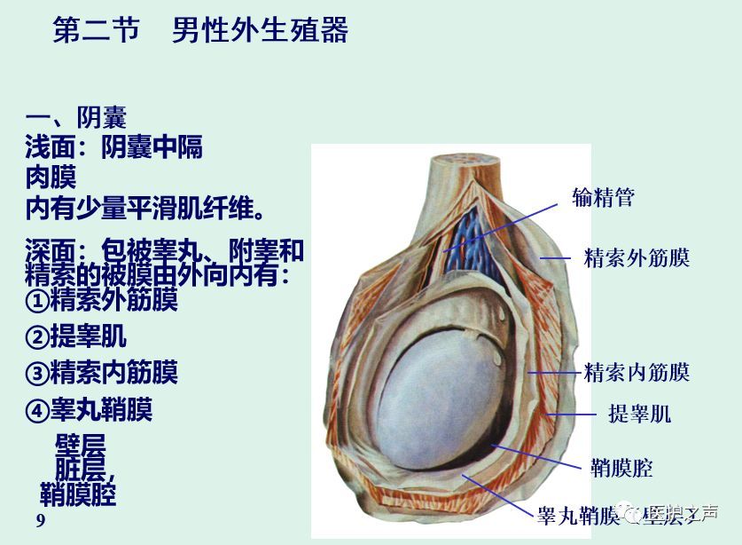 点击听课 一,阴囊 阴囊scrotum是位于阴茎后下方的囊袋状结构.