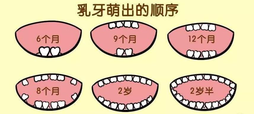 一定的时间,一定的顺序和左右牙齿对称性发育.