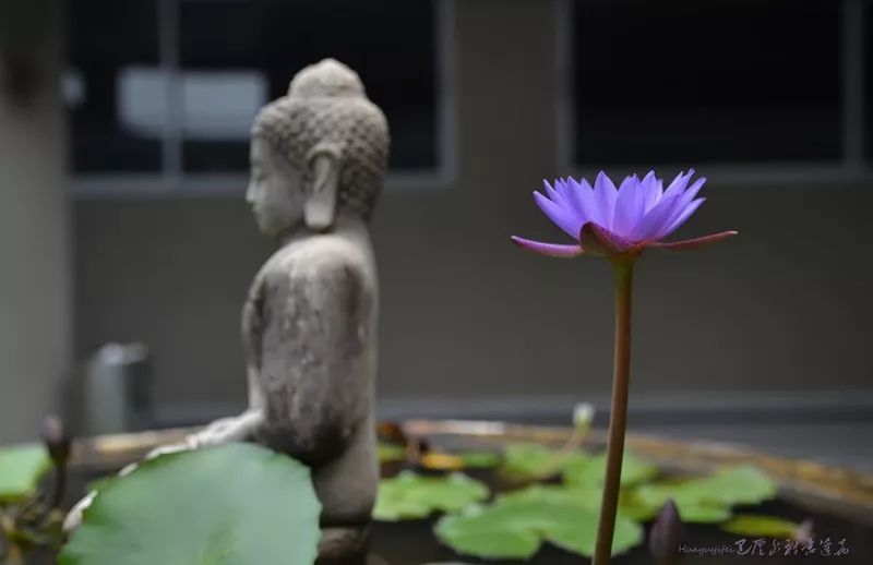 佛教中所说的"放下", 不是说什么都不要, 而是说究竟要什么, 要多少