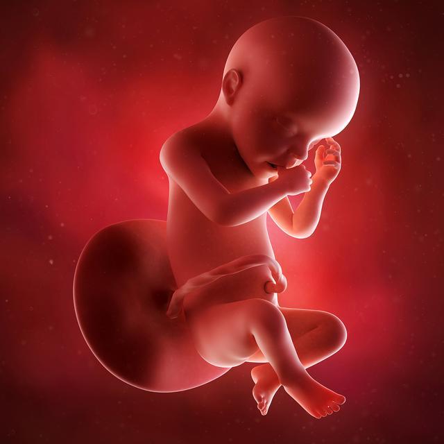 孕期2-40周胎儿发育全过程!