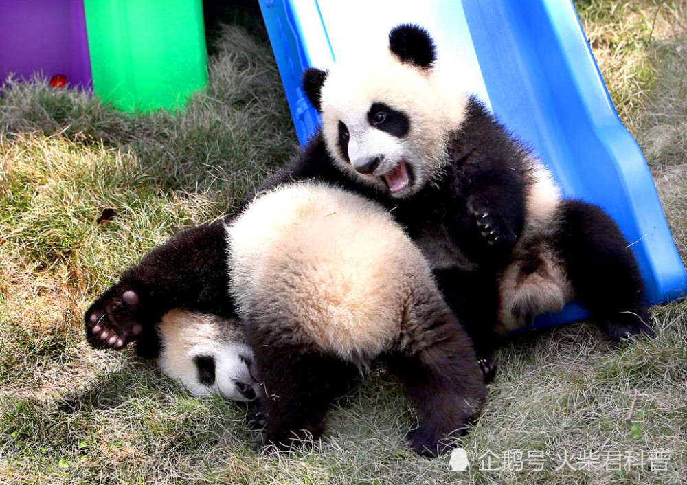 如果大熊猫伤人,会不会被"击毙"?看看以前是怎么处理的!