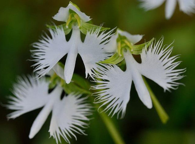 白鹭花 白鹭花