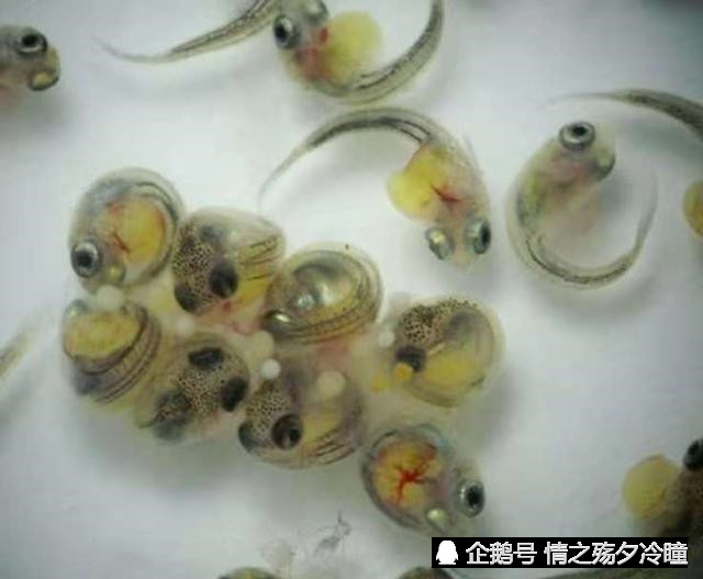 刚出生的孔雀鱼苗会有哪些情况,我们该如何处理?