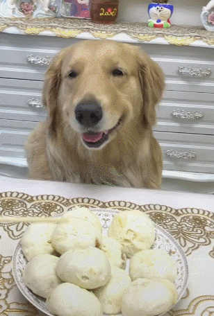 主人把包子肉馅掏空,夹给金毛吃,金毛一闻表情亮了!