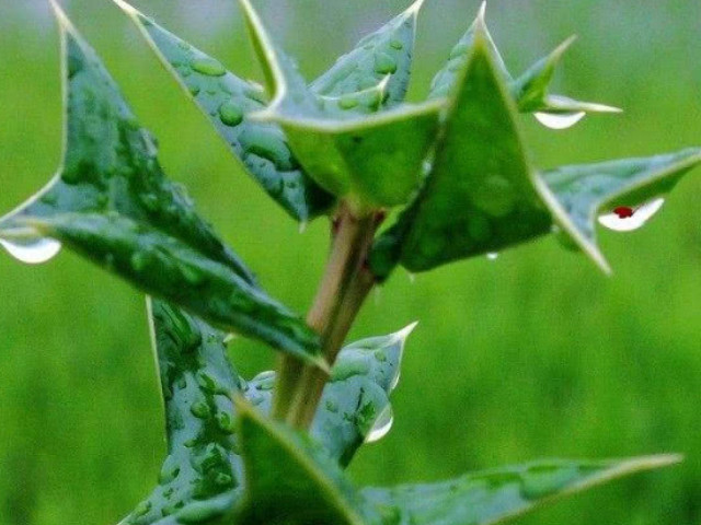 在农村这种带刺的草,不仅可以避孕,还可以当做茶叶喝