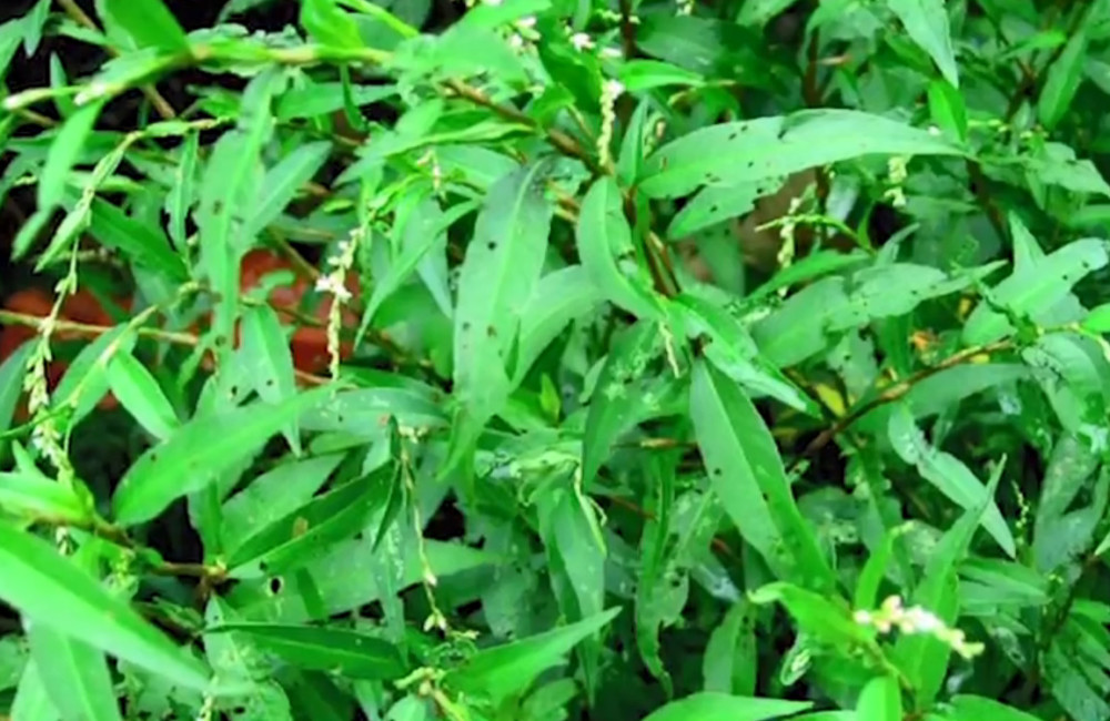 野草,辣椒,药材,农村娃,麦穗