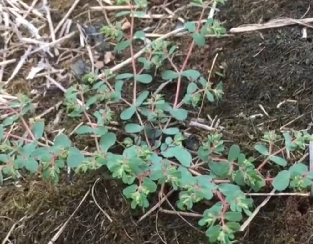 农村人叫它"红头绳"是一种常见的草药,这野草你家乡有