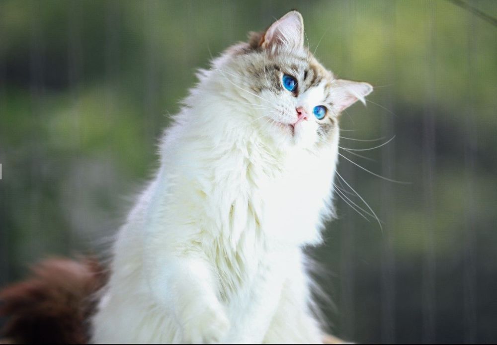 我们来聊一聊布偶猫的品系