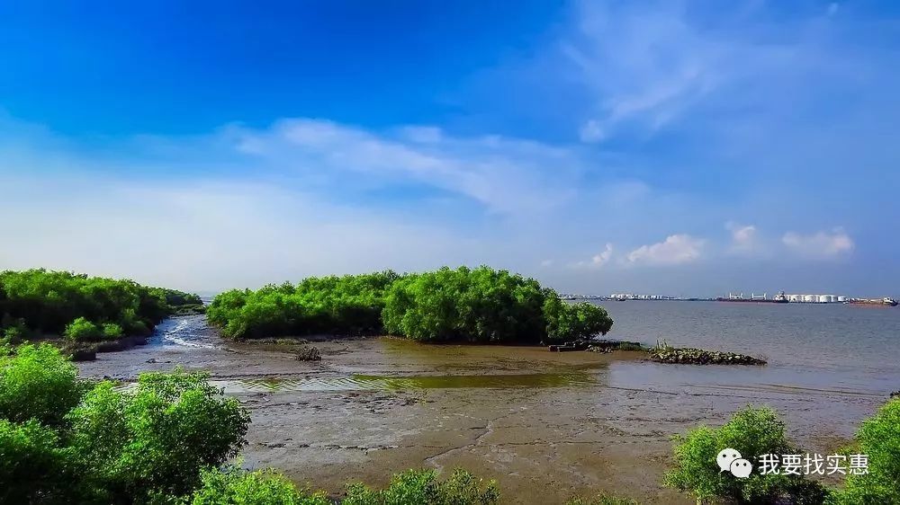 红树林: 好了,图了不说了,直接说吃的,海鸥岛旁边农庄很多,吃海鲜的