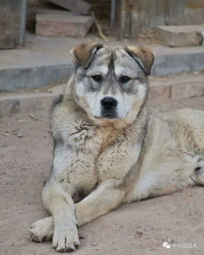 下司犬 陕西细犬 莱州红 唐狗 即将认证的中国原生犬 太仓犬 广西土猎