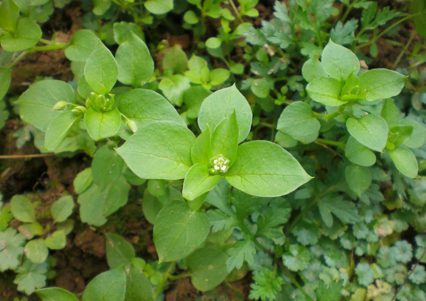 农村随处可见的这种"野草"治疗牙痛有奇效,看看你见过