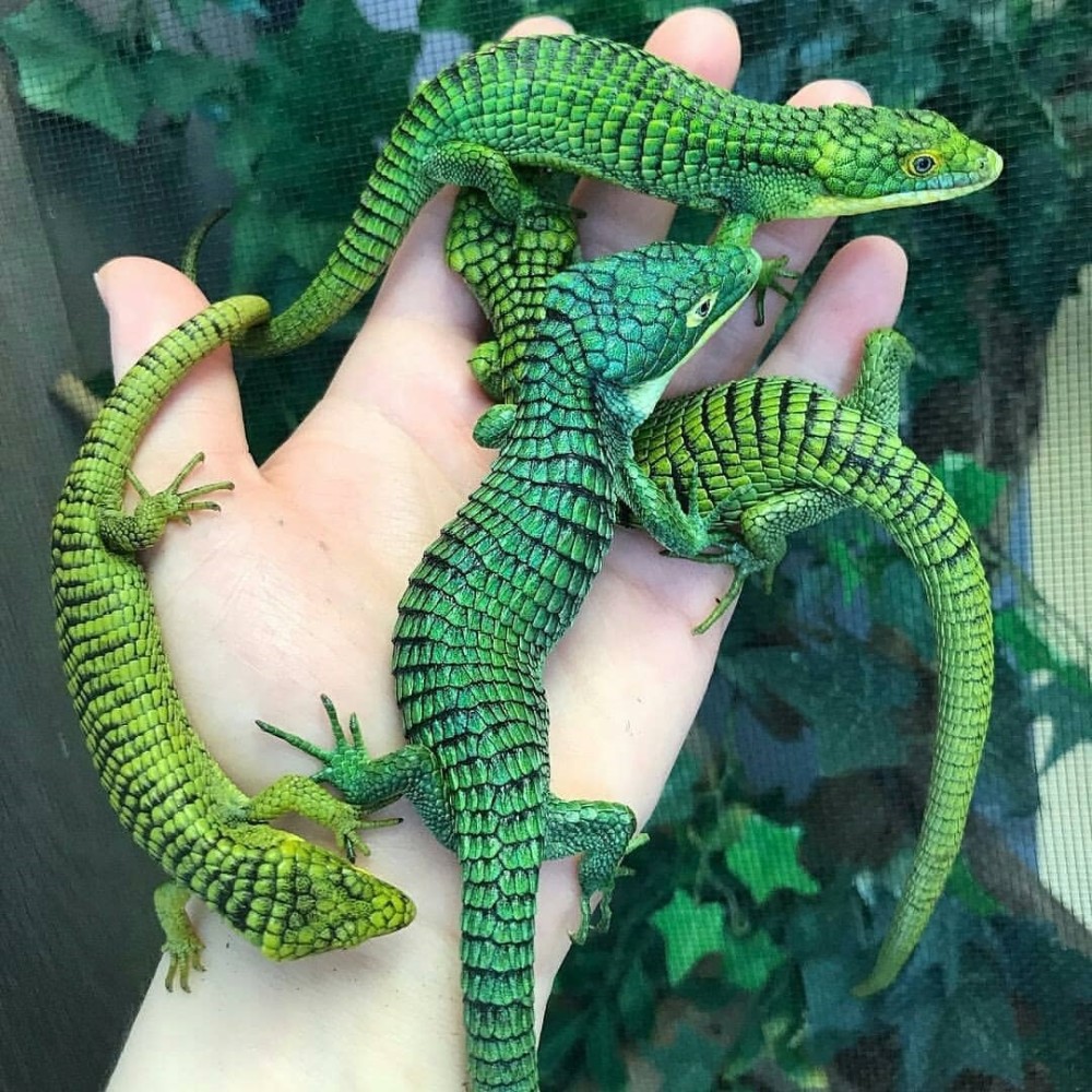 蜥蜴,灭绝,墨西哥,物种,蓝龙