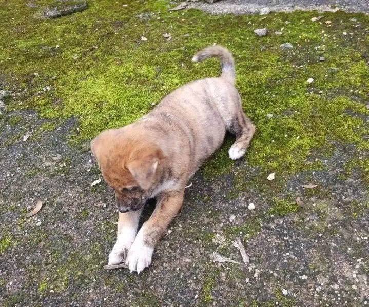 河南禁养犬种名单公布!中华田园犬:为什么受伤的总是我?