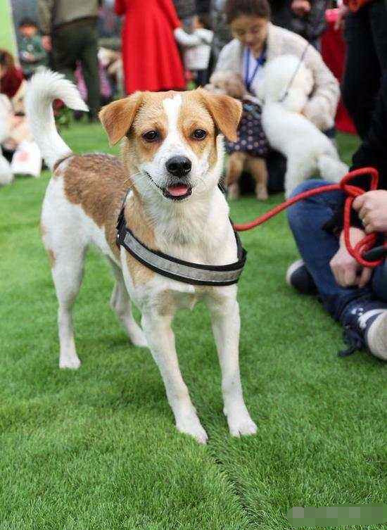 河南禁养犬种名单公布!中华田园犬:为什么受伤的总是我?