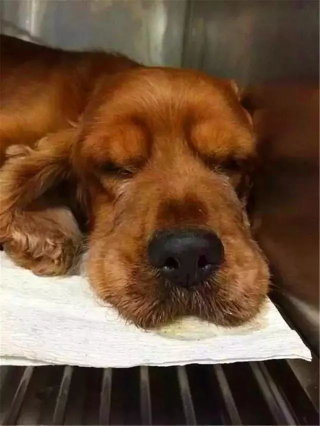 狗狗误舔消毒液而中毒 打扫狗窝需注意三点 保护爱犬不被误伤 看点快报