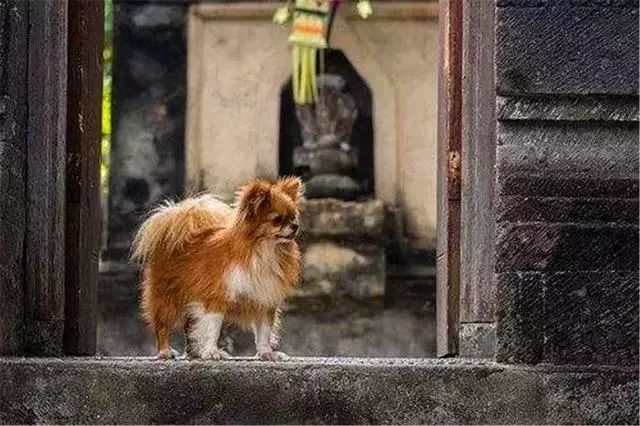 狗狗误舔消毒液而中毒 打扫狗窝需注意三点 保护爱犬不被误伤 看点快报