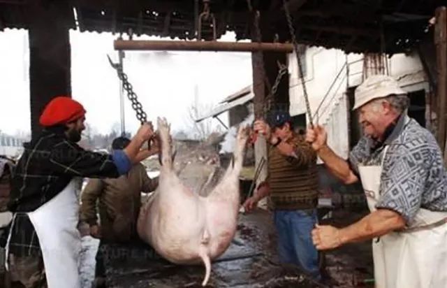 简直是无痛杀猪,中国农民却说:太浪费